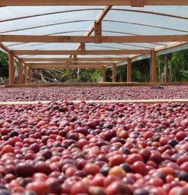 cafe foto embrapa rondonia