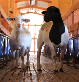 Produção de carne de ovinos: companhia tem mercados do Golfo e do Norte da África como prioritários
