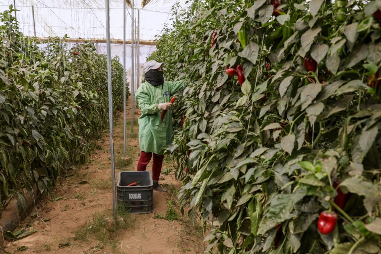 FMI estima que o Marrocos crescerá 4,4% em 2026 Colheita em lavoura de pimentões no Sul do país: recuperação agrícola impulsionou economia