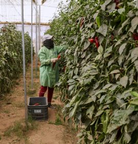 Colheita em lavoura de pimentões no Sul do país: recuperação agrícola impulsionou economia