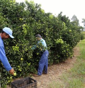 Lavoura no Paraná: exportação de frutas foi recorde em 2025