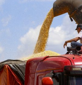 Lavoura de milho impulsionou crescimento da agropecuária