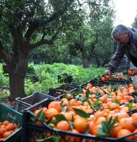 #ANBA 191 – Notícias da Argélia