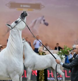 Galeria Brasil-Árabe #56