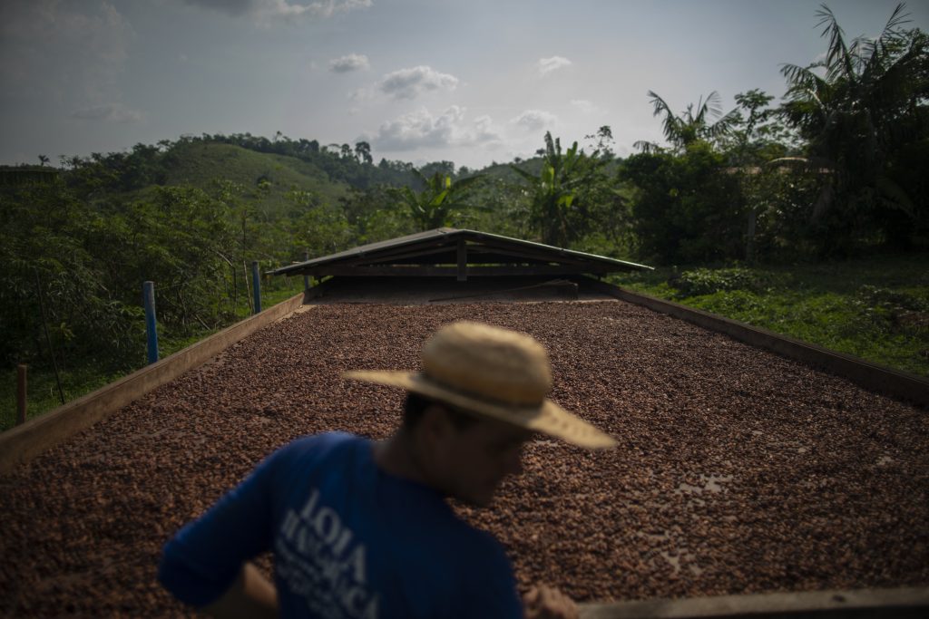 Cocoa farm in São Félix do Xingu, in Pará state, the main producing state: Brazil’s harvest is expected to double by 2030