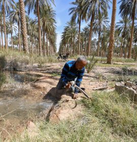 Fazendeiro irriga plantação de Palmeiras em Jemna, na Tunísia: uma das iniciativas levará água a 40 mil agricultores