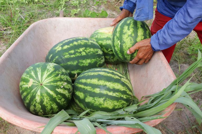 Arábia Saudita abre mercado para frutas do Brasil Colheita de melancia produzida no Brasil: fruta pode agora chegar ao mercado saudita