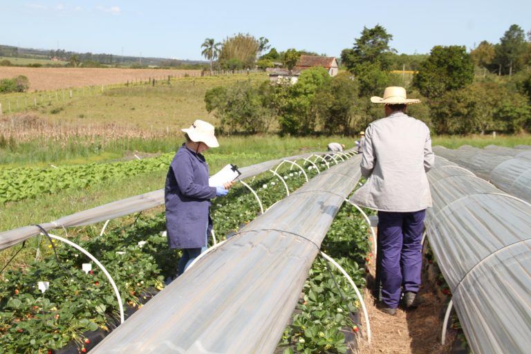 Plantação de morangos, uma das culturas beneficiadas pelo aumento de produtividade proporcionado pela arbolina