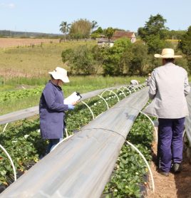 Plantação de morangos, uma das culturas beneficiadas pelo aumento de produtividade proporcionado pela arbolina