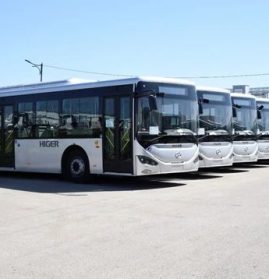 onibus argelia