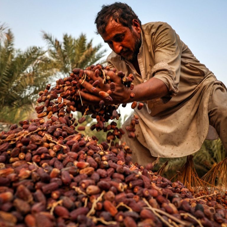 #ANBA 193 – O comércio mundial de tâmaras