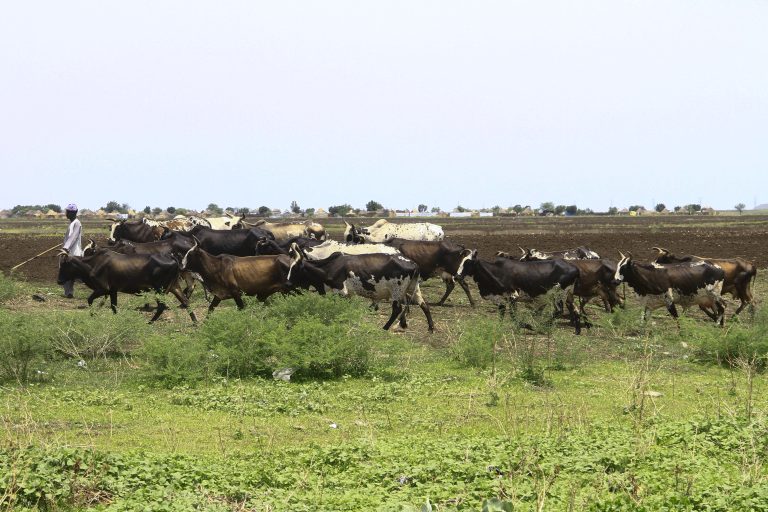 Projeto sudanês busca recuperar área para pecuária Agricultor pastoreia o gado nas cercanias de Gedaref, no Sudão: recuperação de pastagens deverá reduzir conflitos