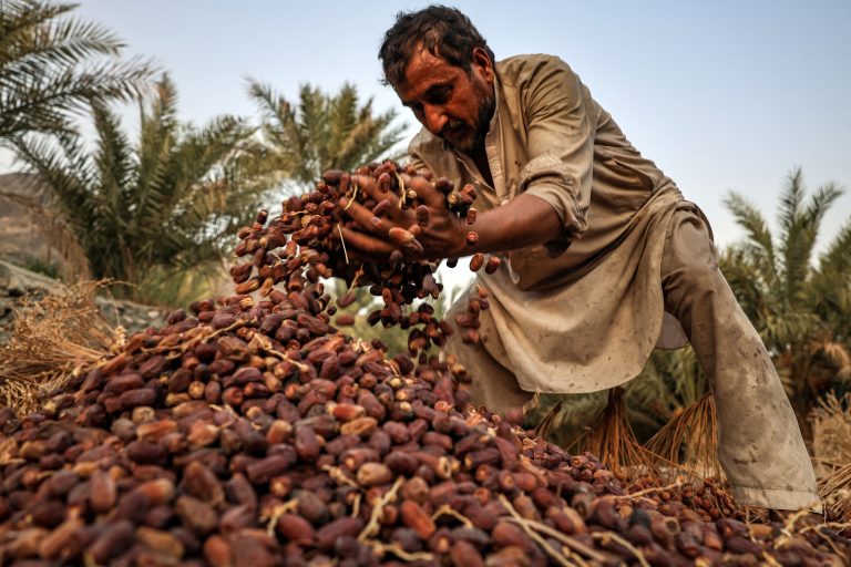 Produtor maneja tâmaras em Fujairah, nos Emirados, país que é fornecedor do Brasil