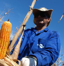 Colheita de milho: agropecuária foi segmento que impulsionou desenvolvimento da economia