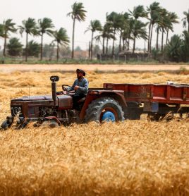 IRAQ-AGRICULTURE-HARVEST