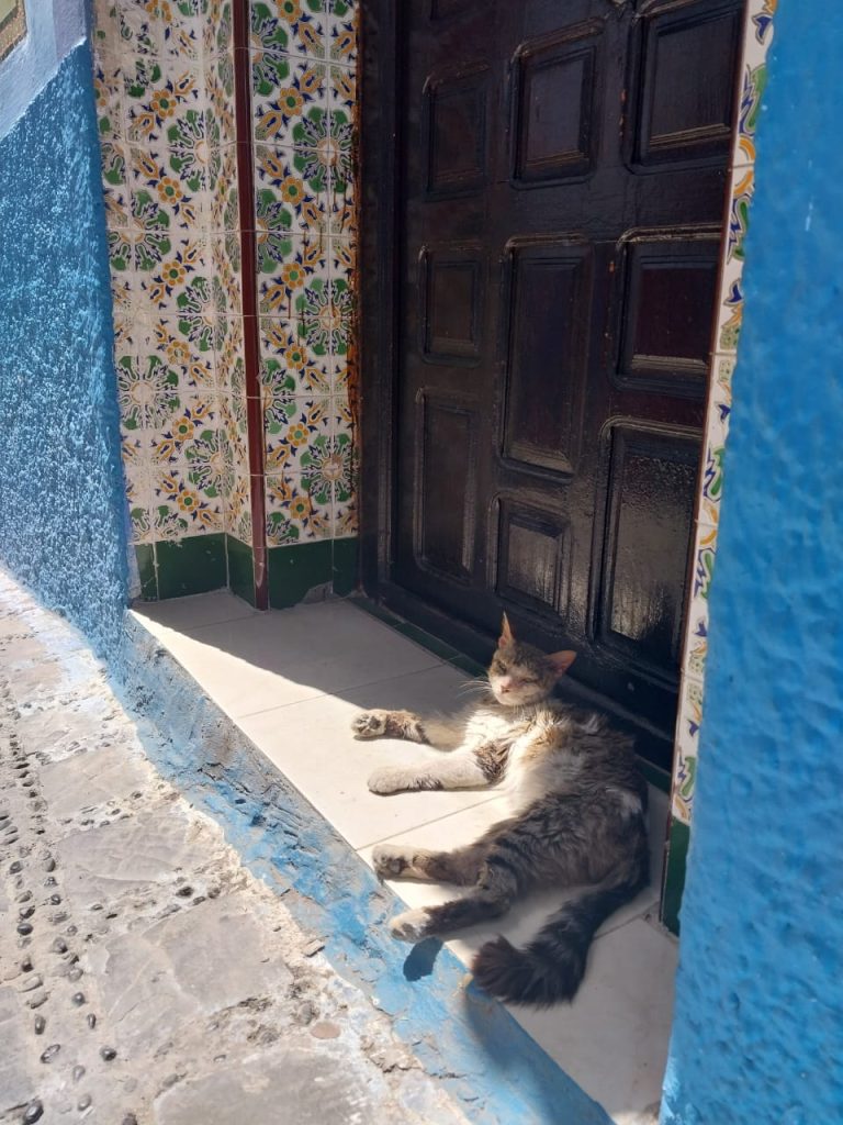 Gato marroquino: curtindo o sol na cidade azul