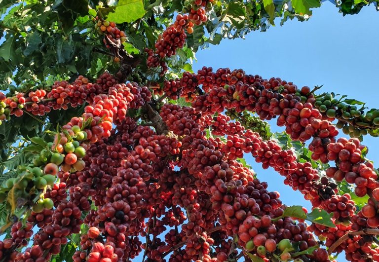 Bienalidade: cultura do café vive ano de alta na produção