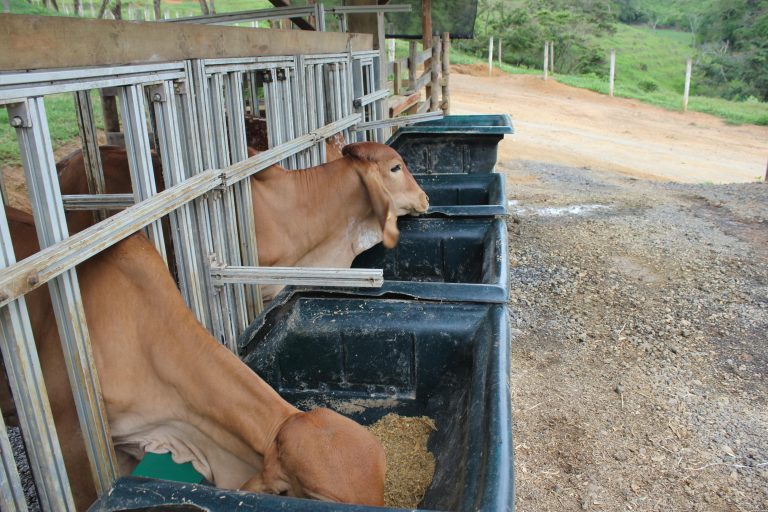 Alimentação de bovinos: produto é alternativa nutritiva a farelo de soja e de milho