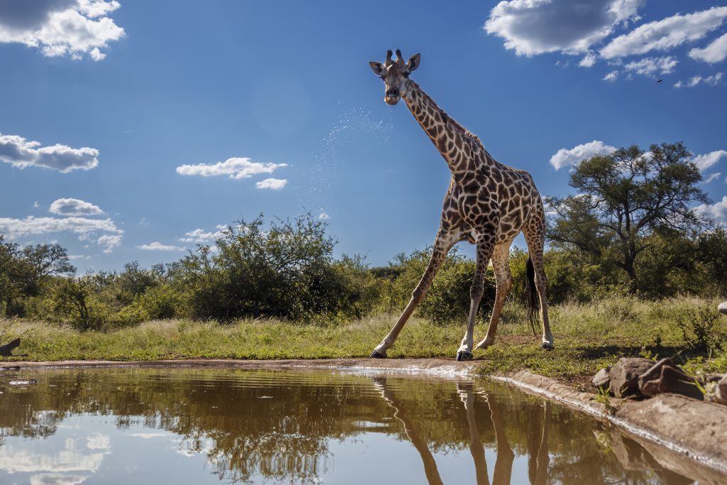 Kruger National Park in South Africa: A trip to the country helped shape the agency’s focus