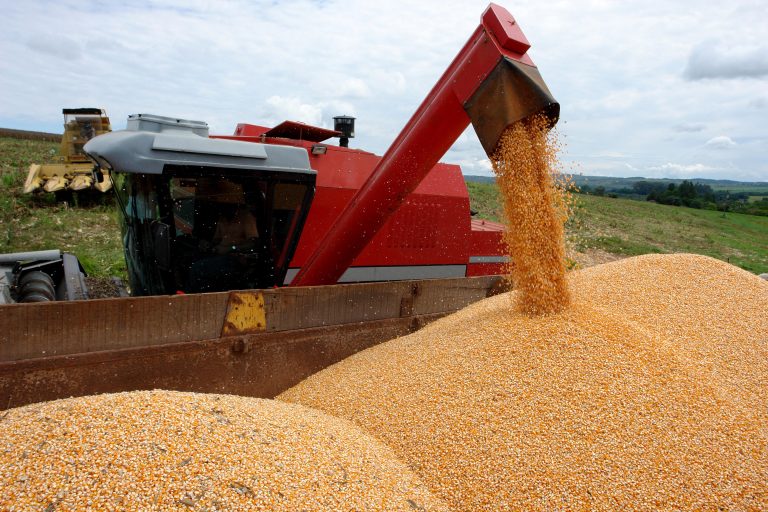 Colheita de milho: produto agora pode ser exportado à Sìria