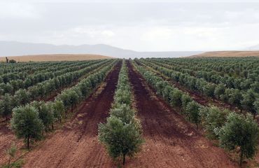 Morocco to promote olive oil in Brazil