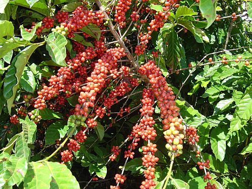 Exportação de café aos árabes segue em alta