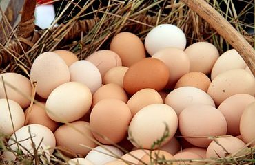Egg exports from Brazil to Arab countries up 28%