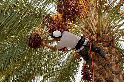 Argélia produz 1,1 milhão de toneladas de tâmaras