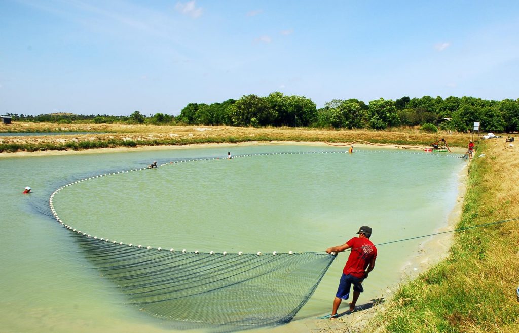 Um projeto para importar menos peixes