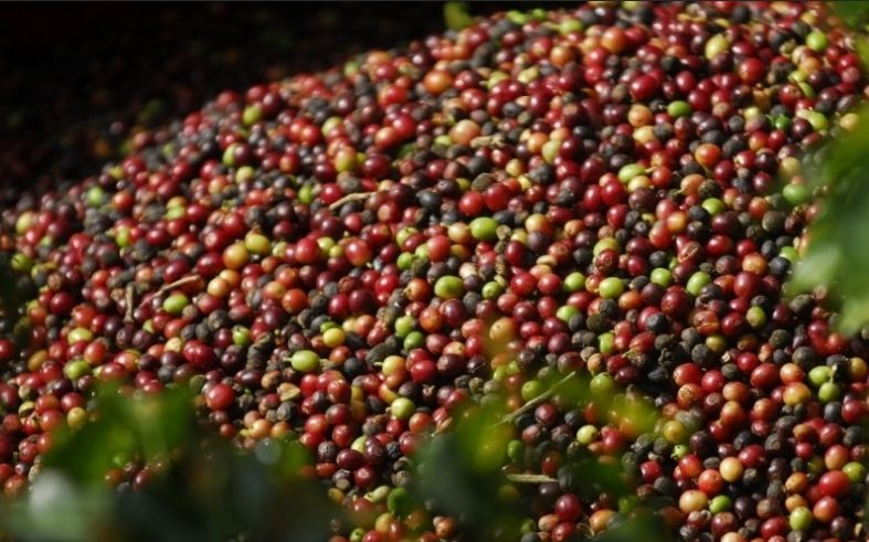 Cai exportação de café aos países árabes