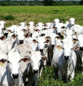 Arábia Saudita abre mercado para anticoagulante