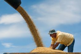 Soya sales from Brazil set record in March