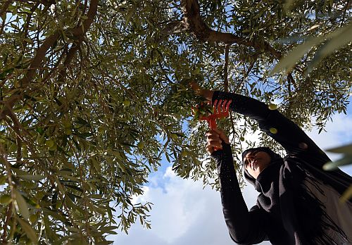 Tunísia espera produzir de 20% a 30% mais azeite