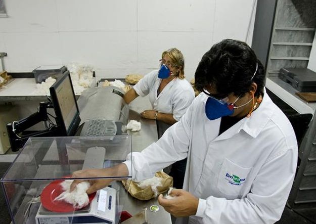 Embrapa desenvolve algodão de fibra longa