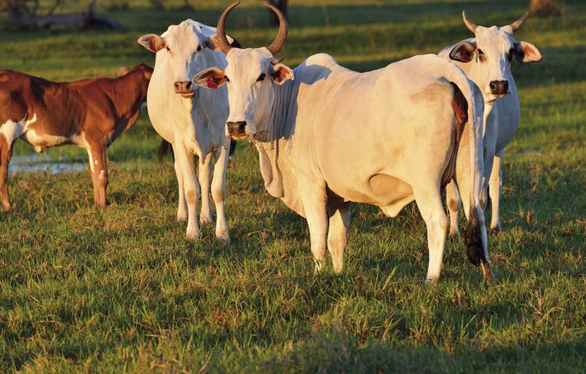 Brasil deve retomar venda de carne aos sauditas