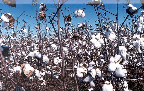 Balança comercial mantém superávit em maio