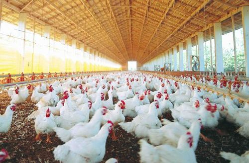 Middle East buys more Brazilian chicken
