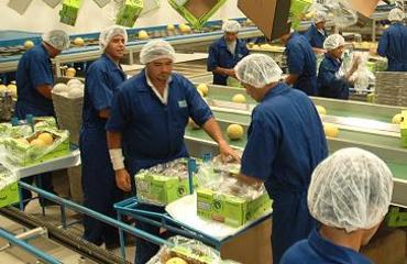 Agrícola Famosa to start shipping melon to Arabs