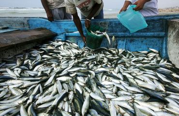 Sardine import fee slashed to 2%