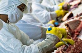 Nova planta da Minerva é habilitada para vender a sauditas