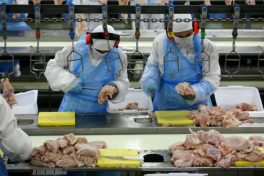 Exportações de carne de frango cresceram 14,4%