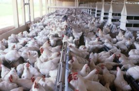 Brazil reassures: No avian influenza in poultry production