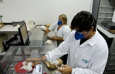 Embrapa develops long-fiber cotton