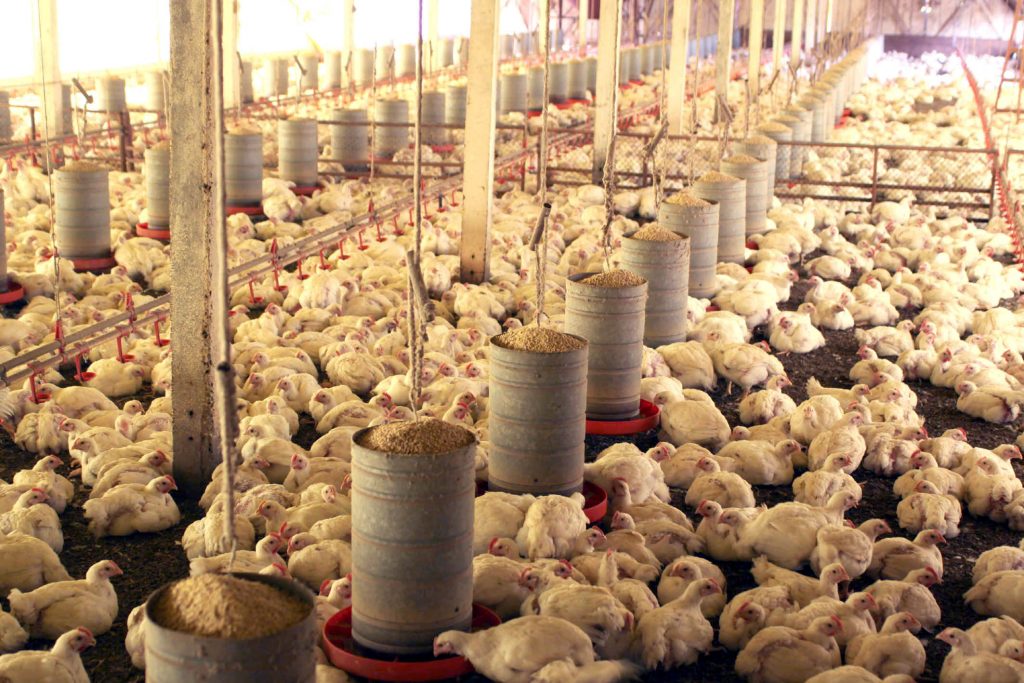 Embarques de carne de frango crescem 5%