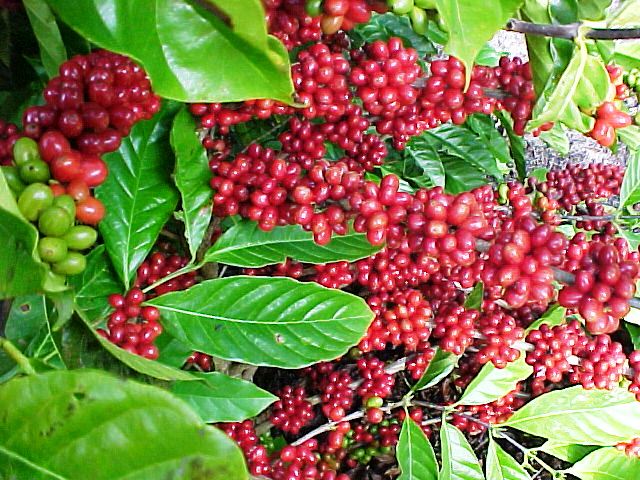 Vendas de café aos árabes crescem 29%