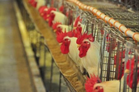Poultry exports down overall, up to some Arab countries