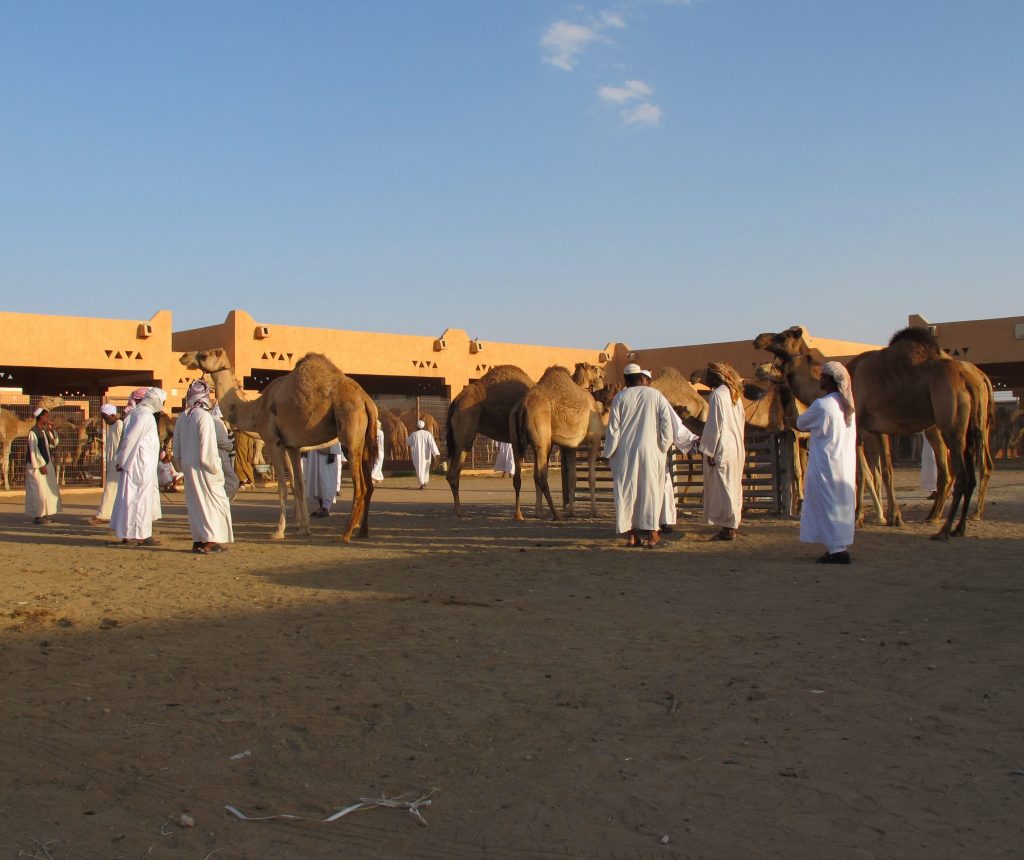Tradições, natureza e…camelos!
