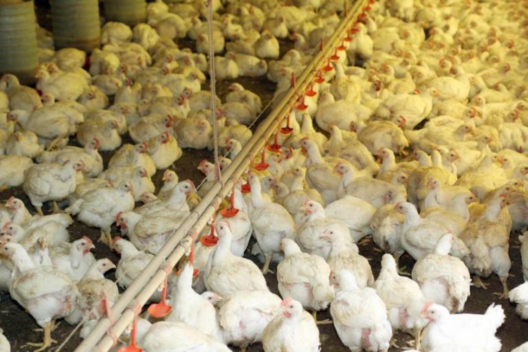 Egypt greenlights thermally processed poultry from Brazil - ANBA News ...