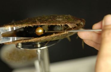 Qatar brings rare pearl exhibit to São Paulo