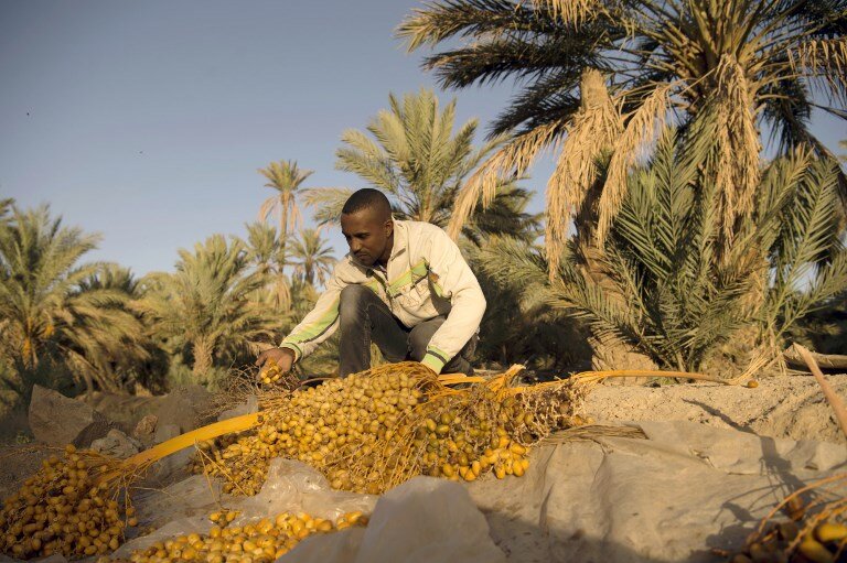 Atividade agrícola deve impulsionar PIB do Marrocos